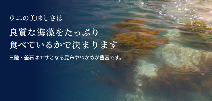 ウニの美味しさは良質な海藻をたっぷり食べているかで決まります。三陸・釜石はエサとなる昆布やわかめが豊富です。