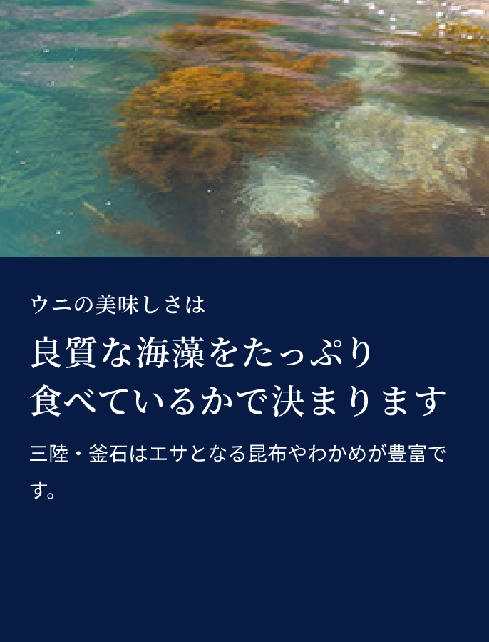 ウニの美味しさは良質な海藻をたっぷり食べているかで決まります。三陸・釜石はエサとなる昆布やわかめが豊富です。