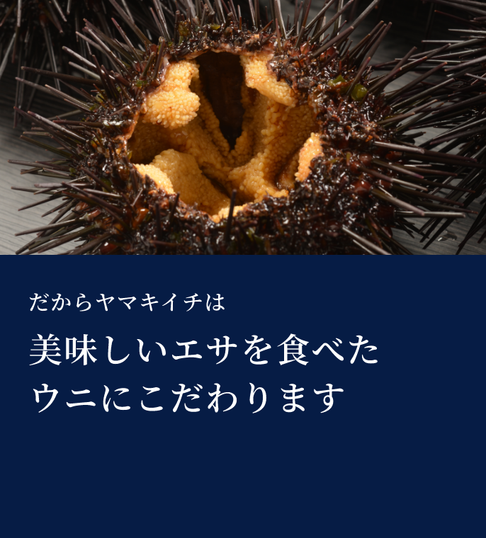 だからヤマキイチは美味しいエサを食べたウニにこだわります