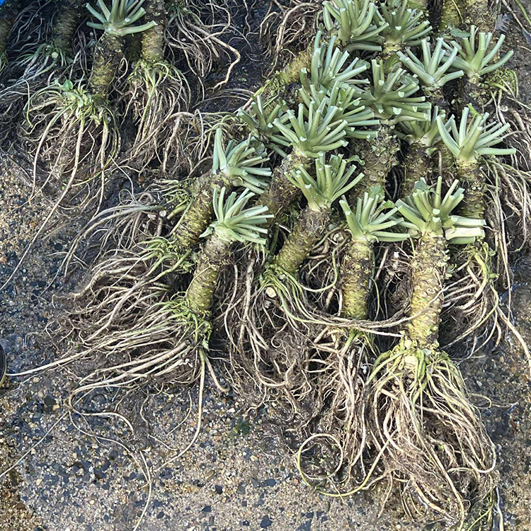 同梱限定】宮守特産 生わさび | 商品一覧｜【活ホタテ通販】泳ぐホタテ