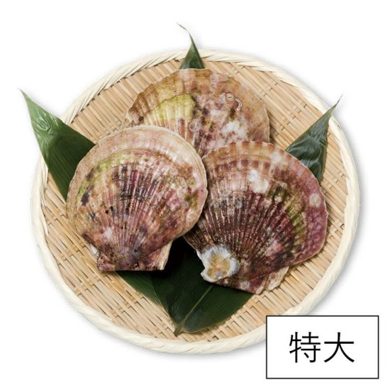 特大活ホタテ